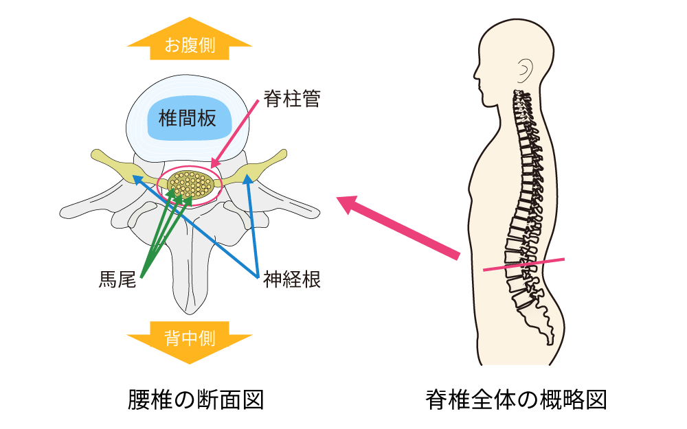 図３．腰椎の断面図